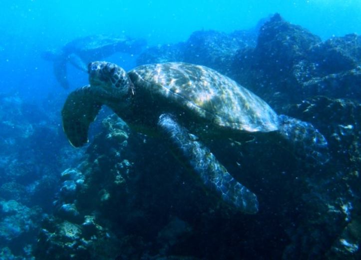 hawaii-turtle